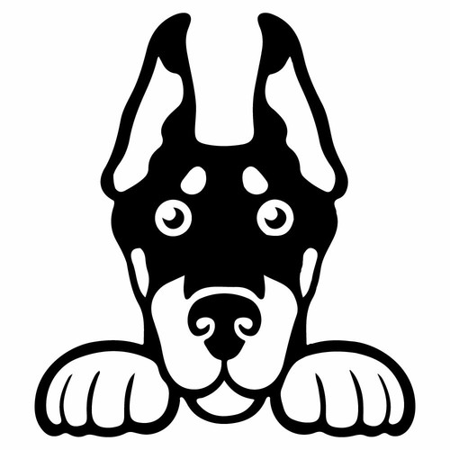 Peeking doberman pinscher - peeking,