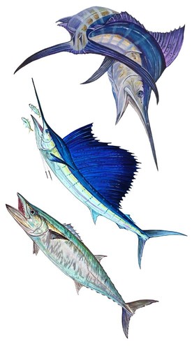 Marlin sail king fish - sail,