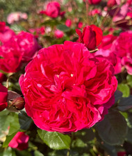 Climbing Rose - DEEP LOVE -