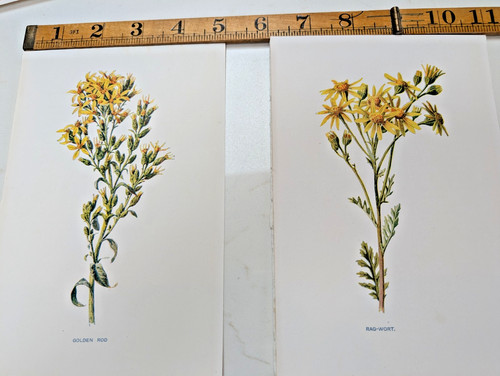 Original antique botanical - botanical, /