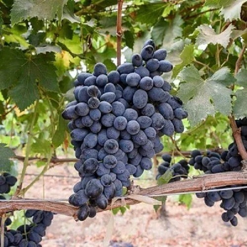 Mukuzani grape vine 3 - vine,