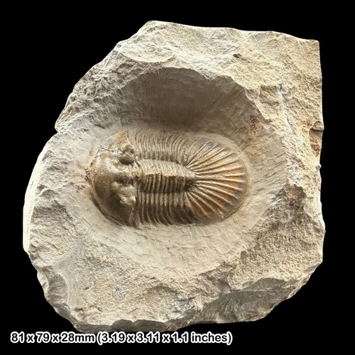 Rare scutellum trilobite - scutellum,