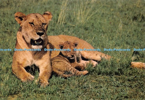 D066293 african wild life - wild,