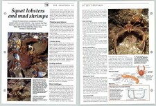 Squat Lobsters & Mud Shrimps - Sea Creatures - The Living Countryside Page