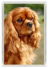 CAVALIER KING CHARLES SPANIEL RUBY DOG HEAD NOVELTY FRIDGE MAGNET GREAT GIFT