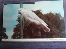 Jarrold Zoo Animal Series No 19 Sulphur-Crested Cockatoo 33104