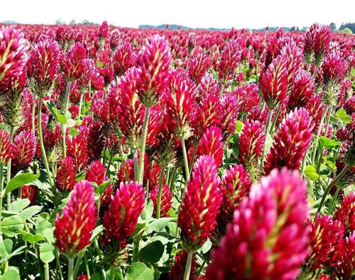 Red clover seed green manure - red,
