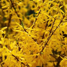 Forsythia ‘Discovery’. 4L