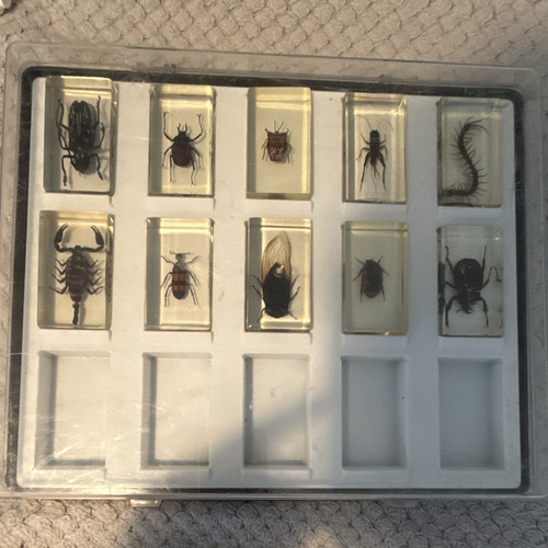 Mounted insect arachnid - insect,