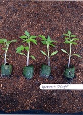 4 x Tomato Plants - GARDENERS