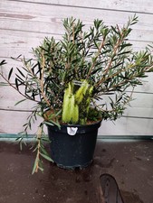 Callistemon 'Honey Pot' Yellow Bottle Brush 3L Pot Garden Plant Establish Shrub