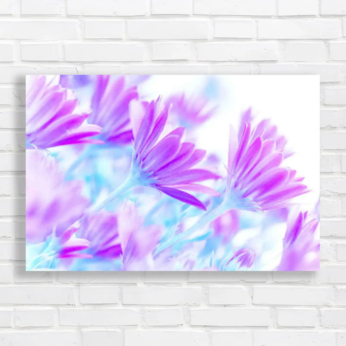 Fresh daisy flowers gentle - fresh,