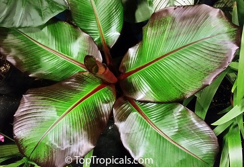 Ensete maurelii tree - ensete,