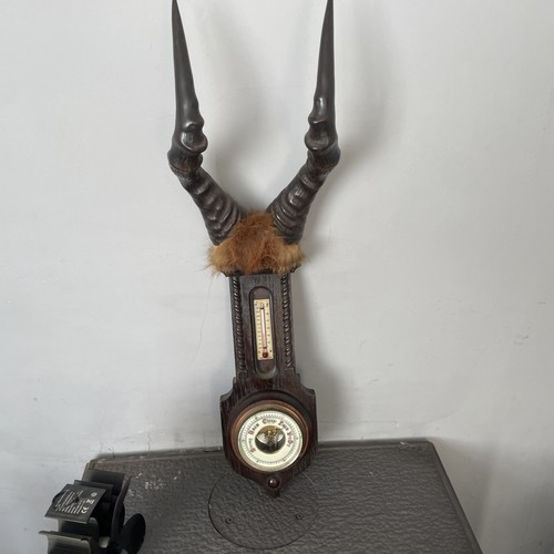 Vintage taxidermy hartebeest