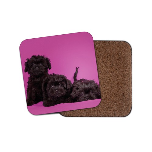 Affenpinscher puppies coaster - affenpinscher,
