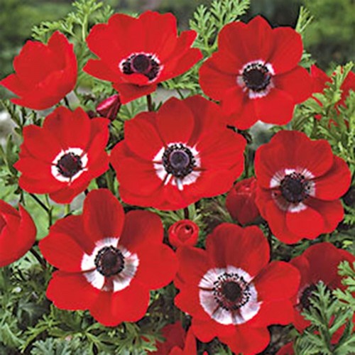 Anemone caen hollandia - de,