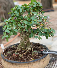 Ficus Sycamore Fig 5+2 Gift