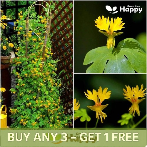 Nasturtium canary creeper - nasturtium,