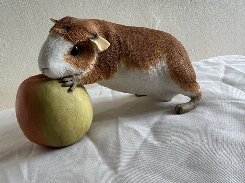 Sherratt simpson guinea pig - simpson,