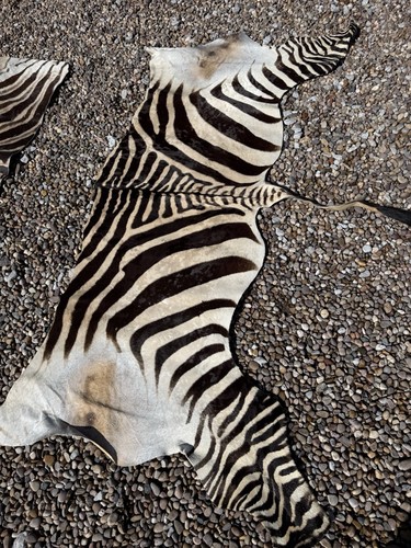 Lovely grade zebra back skin - zebra, back-skin