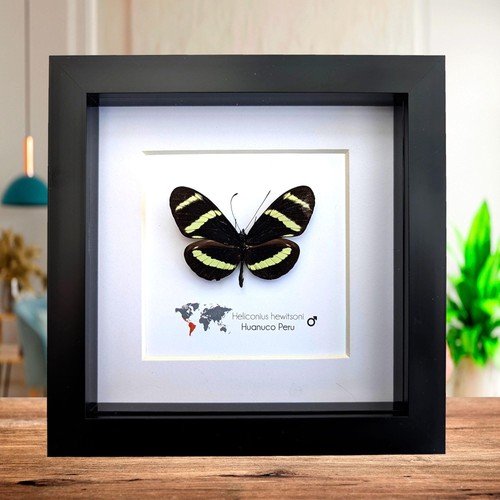 Framed hewitson longwing - hewitson’s,