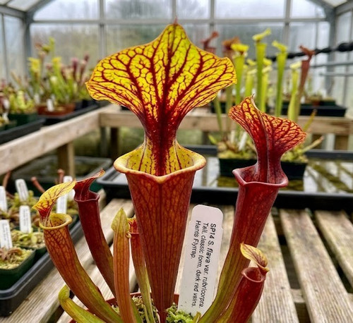 Sarracenia flava var - var,