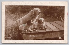 Vintage Postcard On Guard Cocker Spaniel & Puppies Regent Publishing Co c1920s