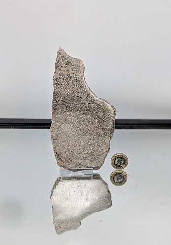 Large dinosaur bone fossil - large,