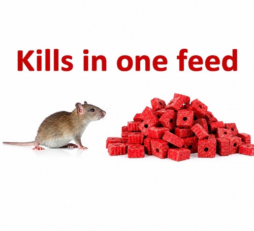 Rat poison feed - &, mouse