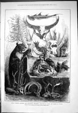 Old 1877 Indian Hunting