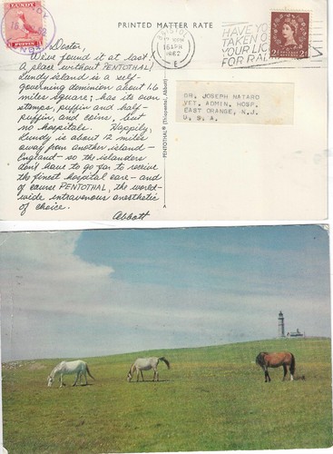 Lundy island dear doctorr - lundy,