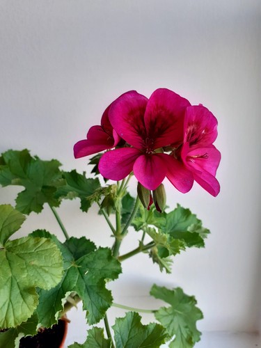 Ashby pelargonium plant - –,