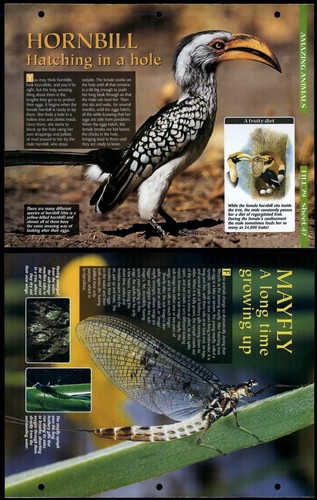 Hornbill mayfly 47 amazing - /, #47