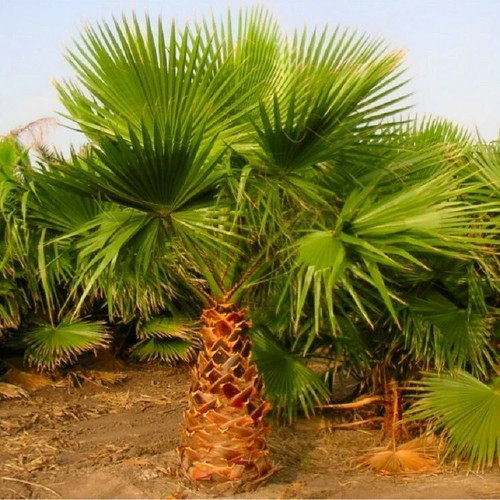 Mexican fan palm - palm, 70