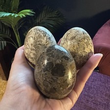 Three polished fossil stone - three,