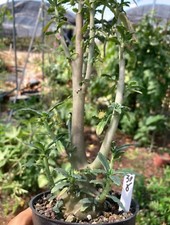 Rare Dorstenia hildebrandtii