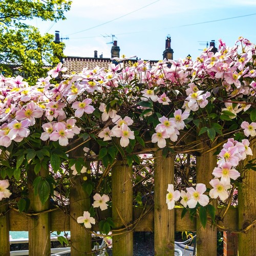 Clematis climbing - t&m,