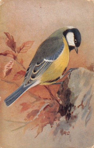 Postcard birds great tit - postcard,