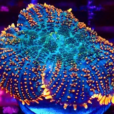 FLAMING ABYSS RHODACTIS MUSHROOM  - SINGLE HEAD/SOFT CORAL FRAG/CORAL/MARINE
