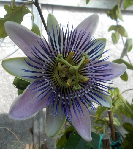 Young passion flower - a,