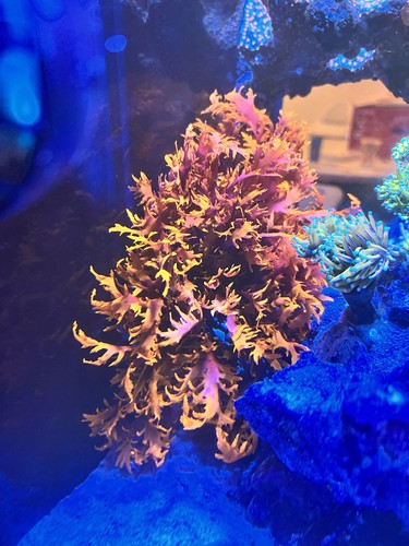 Dragon breath macroalgae - dragon's,