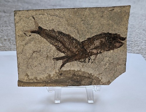 Fossil knightia alta fish - fossil,