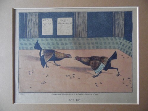 Two fighting cocks - two,