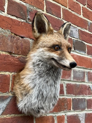 Nice new european fox - european,