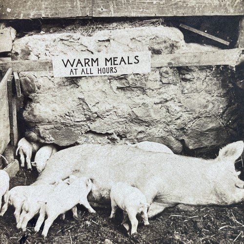 Warm meals all hours - meals,