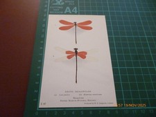 BRITISH MUSEUM EXOTIC