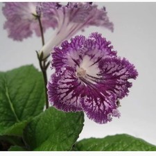 Streptocarpus UA-Goblin-Plug
