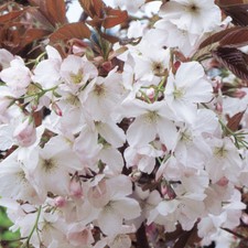Prunus Chocolate Ice | Japanese Flowering Cherry | Garden Tree | 5-6ft