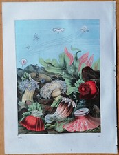 Sea Anemone - Original Print