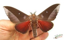 Otherene Hodeva Tropical Moth